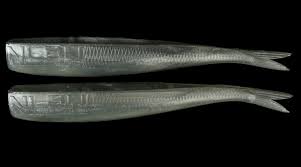 NLBN - 8" Paddle Tail