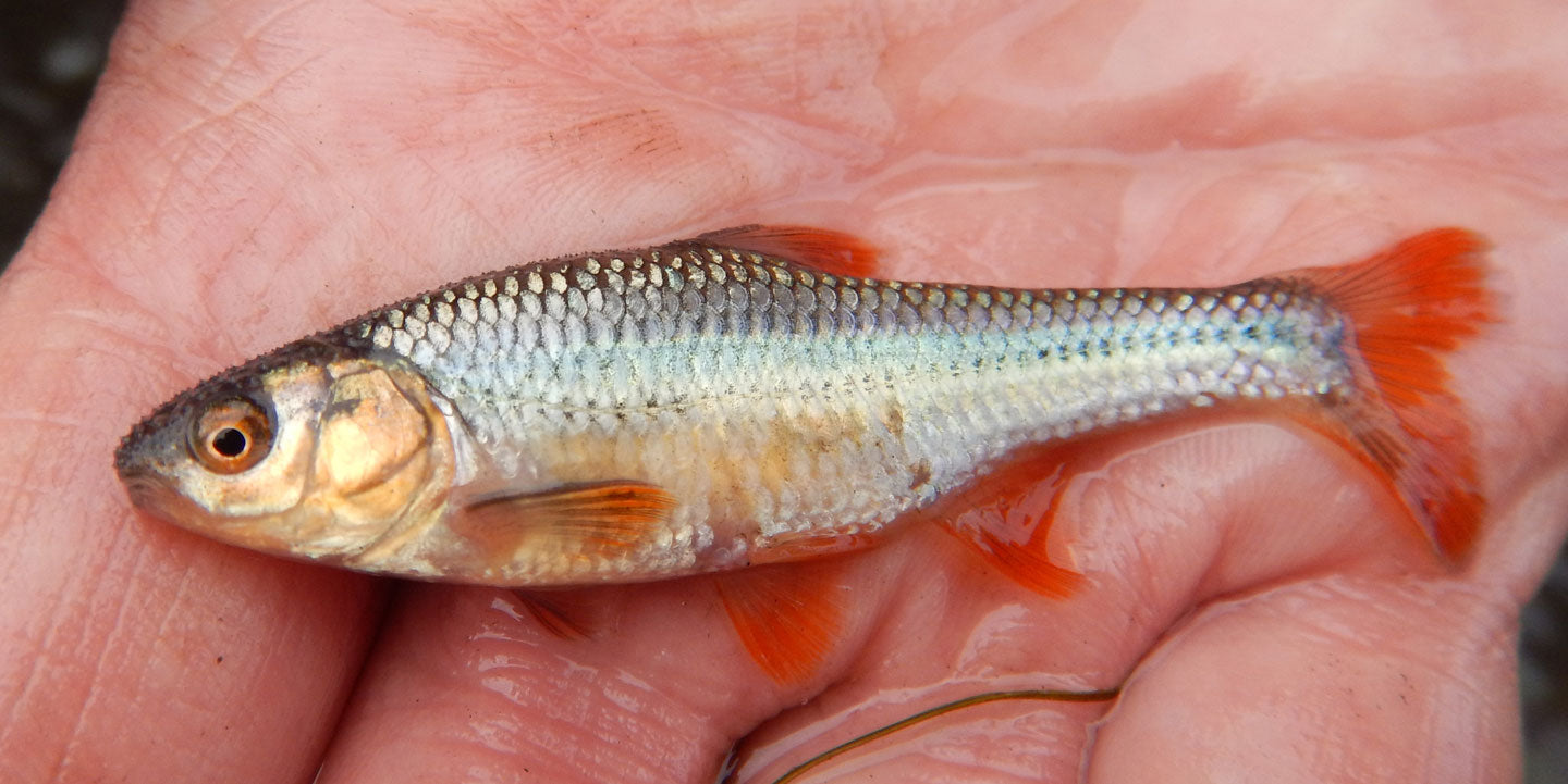 Bait - 12 Shiners