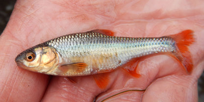 Bait - 12 Shiners