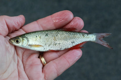 Bait - 12 Shiners