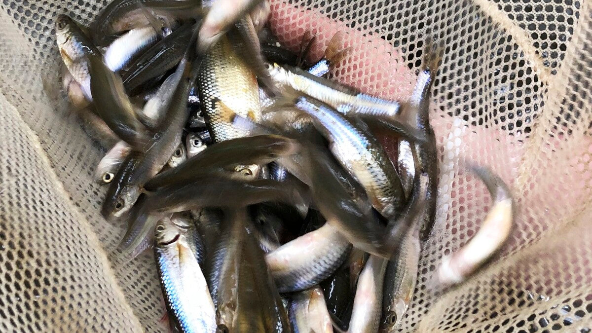 Bait - 12 Shiners