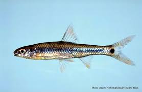 Bait - 12 Shiners