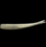 NLBN - Straight Tails