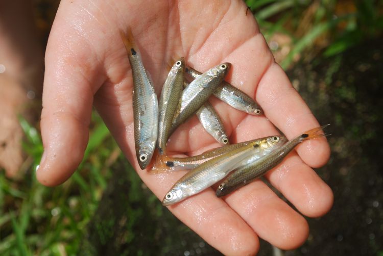 Bait - 12 Shiners